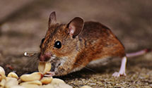 24 Hour & Emergency Exterminators in Hono, HI
